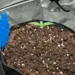 Auto Grow 25 No12 - Do-Si-Dos Auto