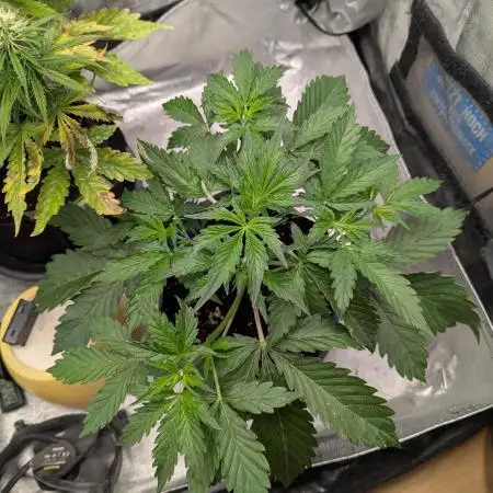 Auto Grow 25 No10 - Trainwreck Automatic