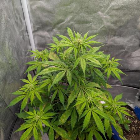 Auto Grow 25 No12 - Do-Si-Dos Auto