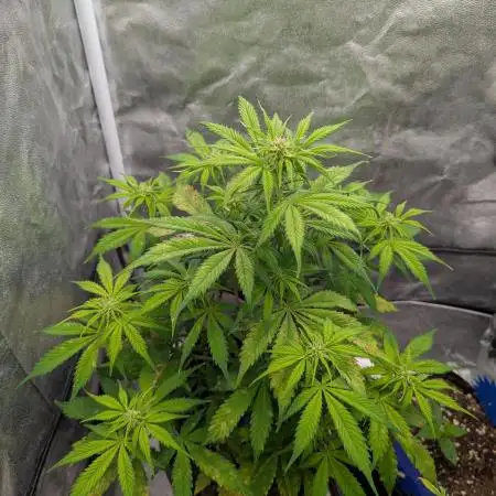 Auto Grow 25 No12 - Do-Si-Dos Auto