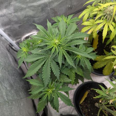 Auto Grow 25 No9 - Corkscrew Automatic