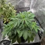 Auto Grow 25 No10 - Trainwreck Automatic