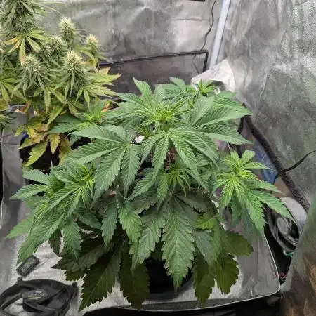 Auto Grow 25 No10 - Trainwreck Automatic