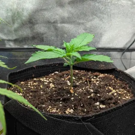 Auto Grow 25 No10 - Trainwreck Automatic