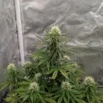 Auto Grow 25 No9 - Corkscrew Automatic