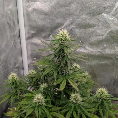 Auto Grow 25 No9 - Corkscrew Automatic