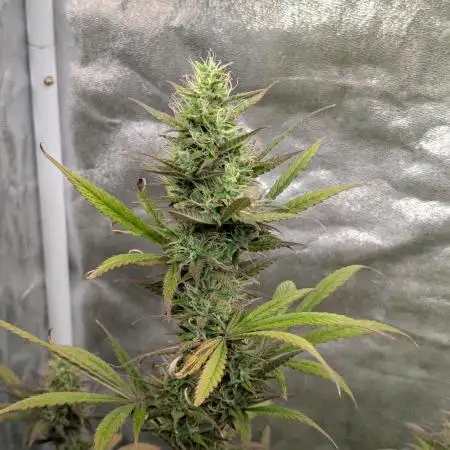 Auto Grow 25 No10 - Trainwreck Automatic