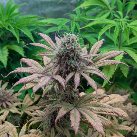 Auto Grow 25 No12 - Do-Si-Dos Auto