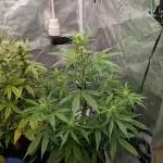 Auto Grow 25 No11 - GOAT'lato Automatic