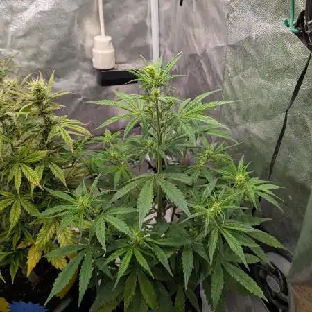 Auto Grow 25 No11 - GOAT'lato Automatic