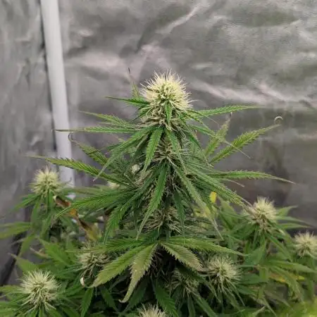 Auto Grow 25 No9 - Corkscrew Automatic
