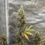 Auto Grow 25 No10 - Trainwreck Automatic