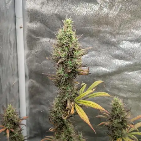 Auto Grow 25 No10 - Trainwreck Automatic
