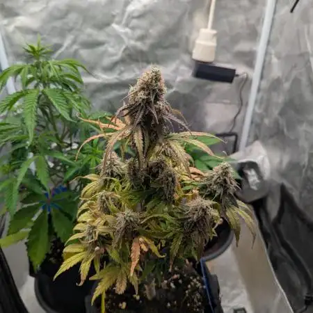 Auto Grow 25 No6 - Titan F1