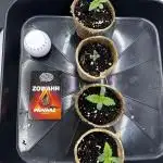 Karma genetics Zowahh Papayaz