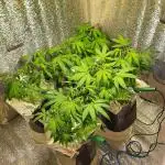 Gorilla Glue 7 mayo 25