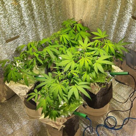 Gorilla Glue 7 mayo 25