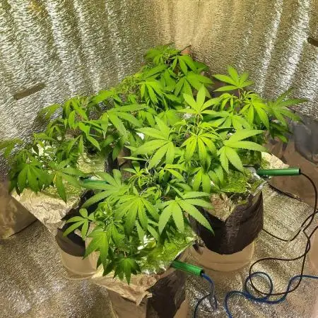 Gorilla Glue 7 mayo 25