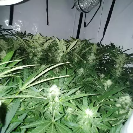 Liberty Haze 2.0 - Strikes again!