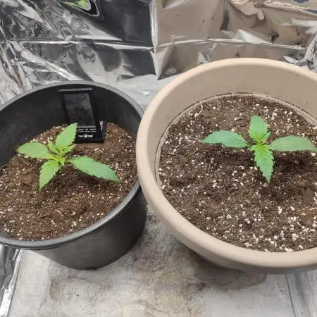 Indoor Crystal Candy XL auto