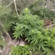 Indoor Crystal Candy XL auto
