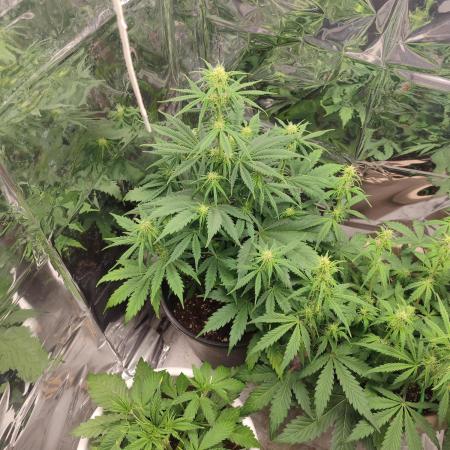 Indoor Crystal Candy XL auto