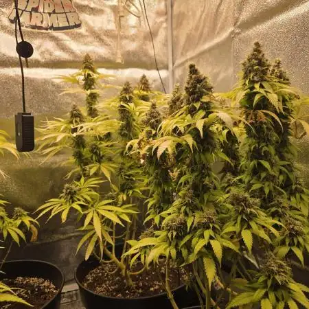 Fast Buds Photo´s quartet