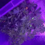 Dank Canna - Grow Legend