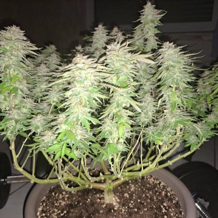 Blue Gelato 41 / Chemical Bride :)