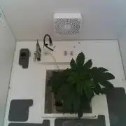 Sunday_Lab | Super Lemon Haze #01