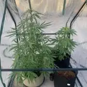 2024 winter outdoor grow