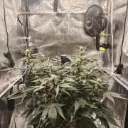 Guava Auto RF3