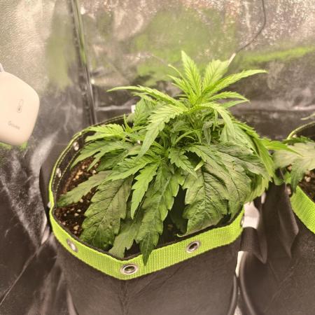 Auto White Widow / Sweet Pure Auto CBD