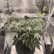Guava Auto RF3