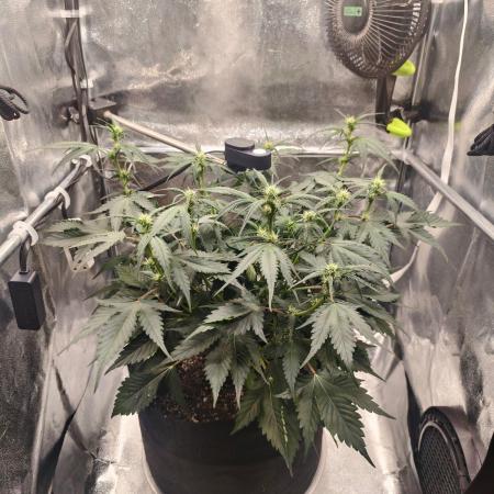 Guava Auto RF3