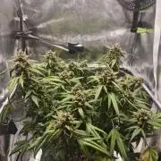 Guava Auto RF3