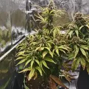 Auto White Widow / Sweet Pure Auto CBD