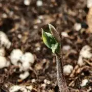 Auto White Widow / Sweet Pure Auto CBD