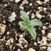 Guava Auto RF3