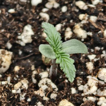 Guava Auto RF3