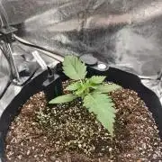 Guava Auto RF3