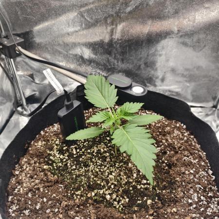 Guava Auto RF3