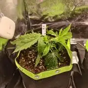 Auto White Widow / Sweet Pure Auto CBD