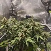 Guava Auto RF3