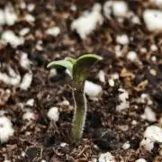 Auto White Widow / Sweet Pure Auto CBD