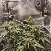 Guava Auto RF3