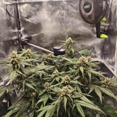 Guava Auto RF3