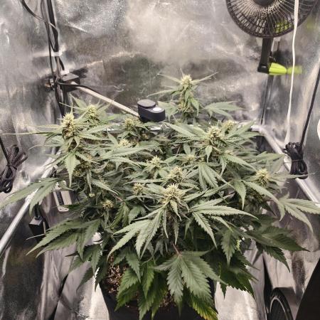 Guava Auto RF3