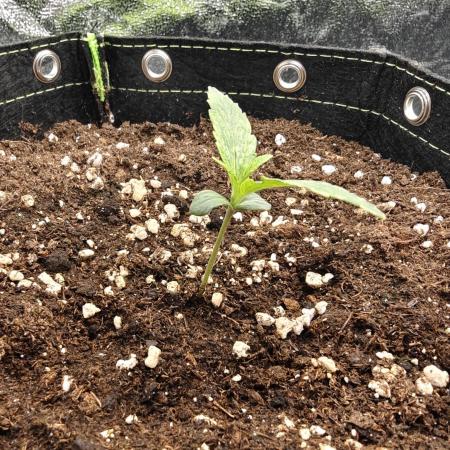 Auto White Widow / Sweet Pure Auto CBD