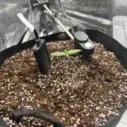 Guava Auto RF3